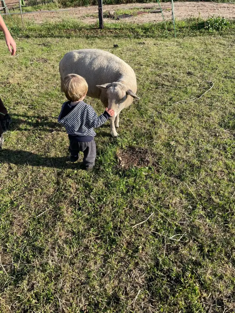 Ein Kind streichelt ein Schaf auf dem Hof