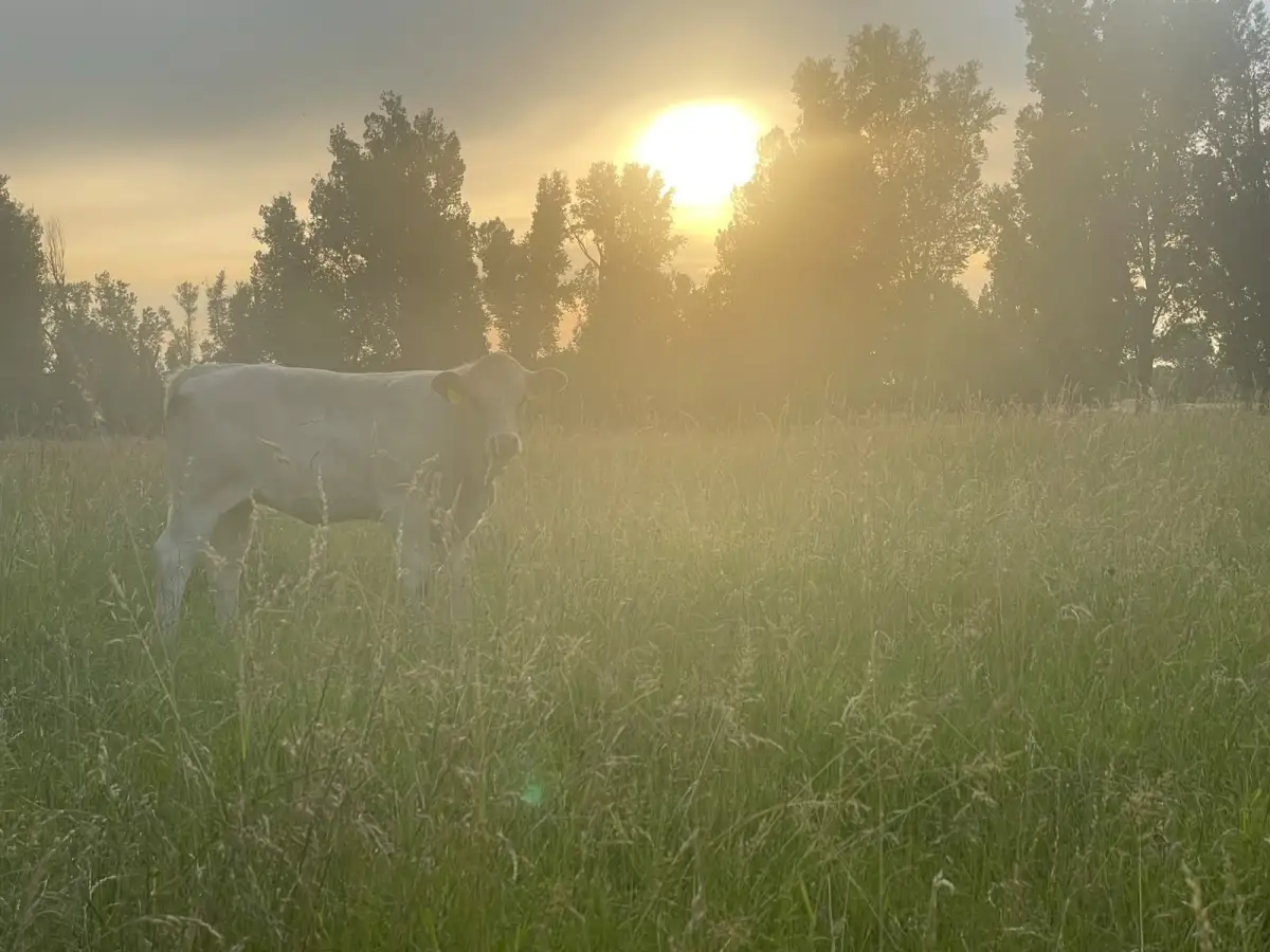 Kuh auf der Weide im Abendlicht