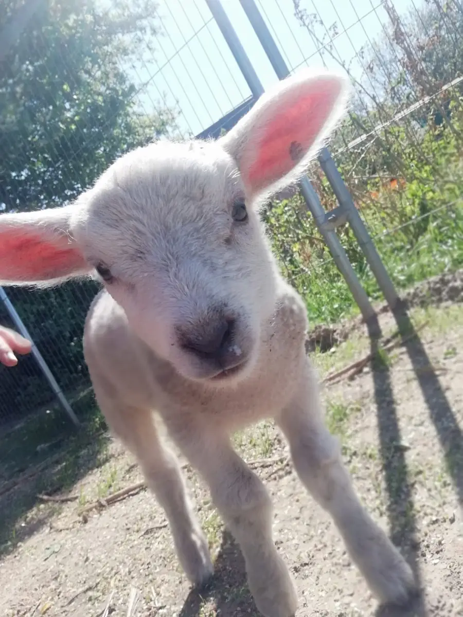 Ein neugieriges Lamm auf dem Bahleswinkelhof